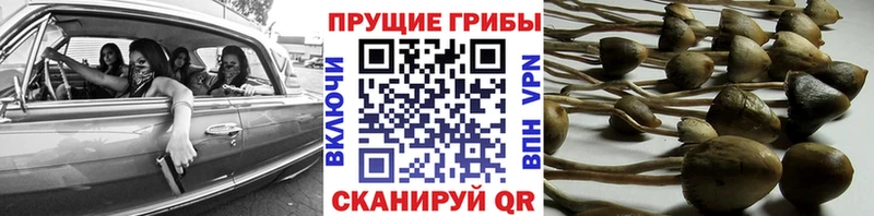 Галлюциногенные грибы прущие грибы  где купить наркоту  Камышлов 